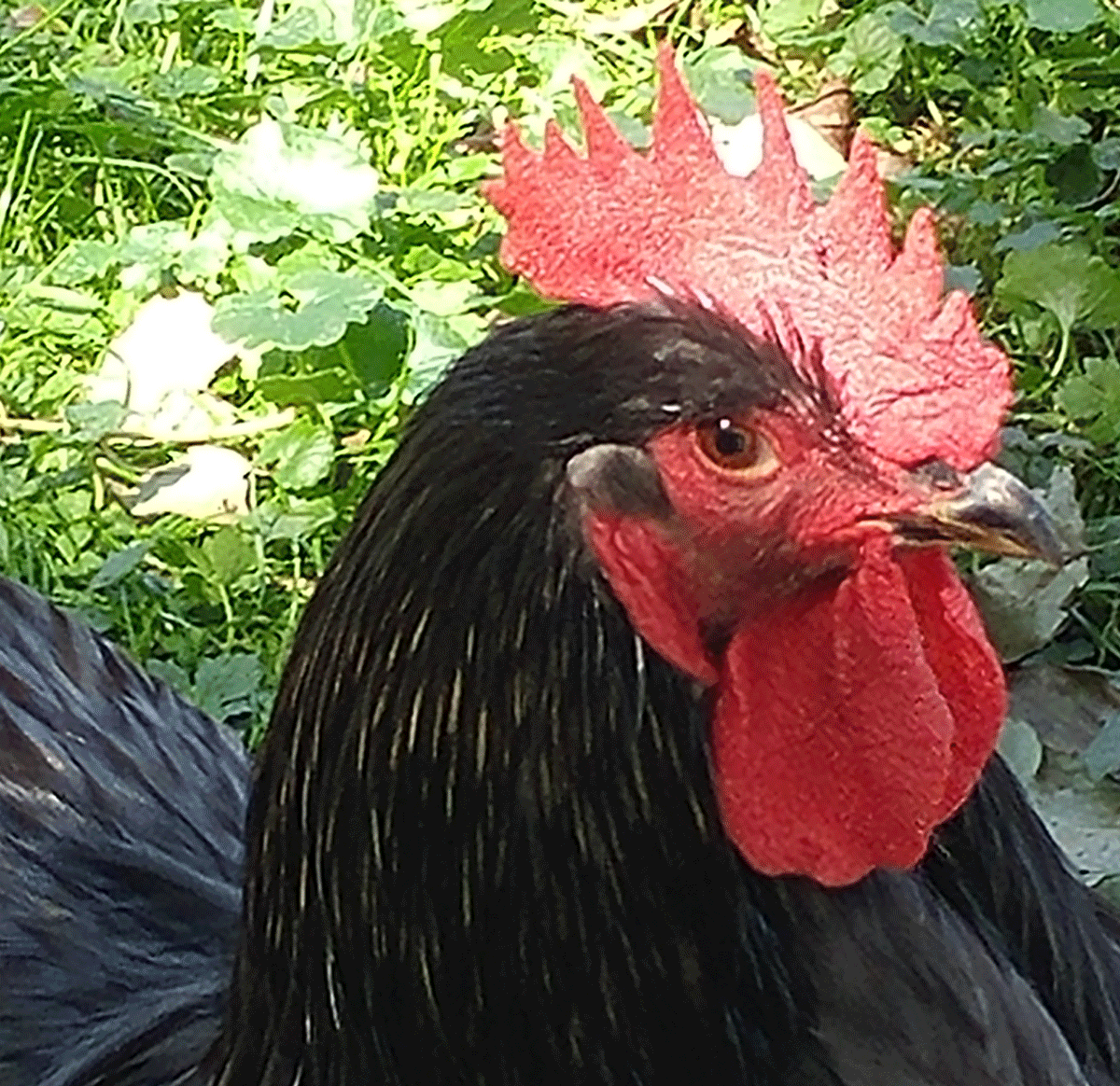 blue cochin rooster