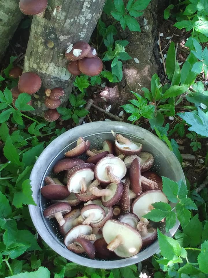 Shiitake Mushrooms at Hazel Grove Farm