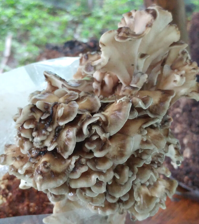 Maitake Mushrooms — Hazel Grove Farm Blog
