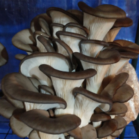 Mushroom Cultivation Products