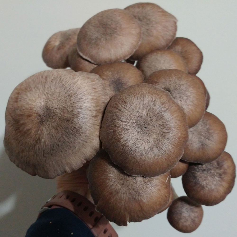 Black Pearl Oyster Mushroom Grow Kit - Spawn