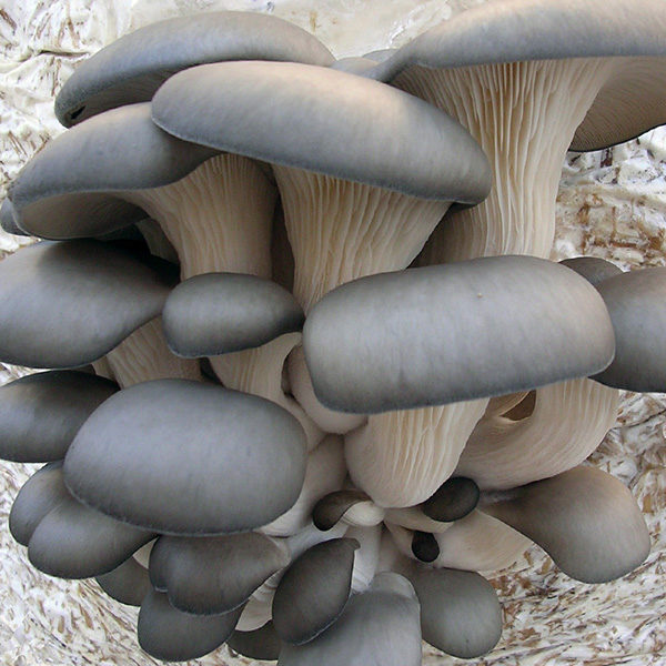 Blue Oyster Mushroom Grow Kit - Spawn