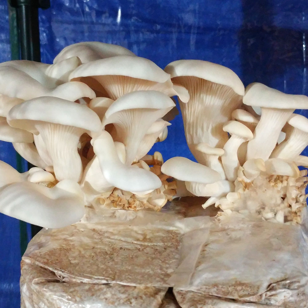 Elm Oyster Mushroom Grow Kit - Spawn