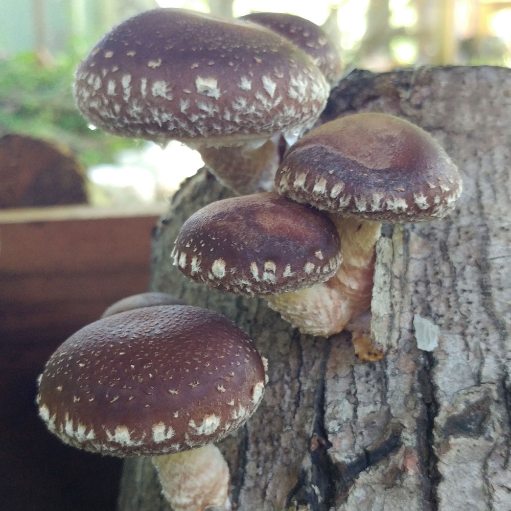 Shiitake (3782) Mushroom Grow Kit - Spawn
